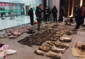 Хитойда яна ёввойи ҳайвонлар бозори очилди – мамлакат аччиқ тажрибадан хулоса чиқарадими? фото