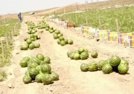 Қашқадарёда тарвуз экспорти бошланди фото