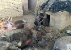 Uyida eshaklarni so‘yib sotish bilan shug‘ullangan shaxsga sud hukmi o‘qildi фото