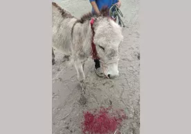 Peshko‘da eshak quloqlarini kesib tashlagan shaxs hatti-harakati yuzasidan ish ochildi фото