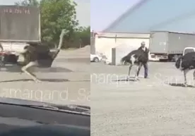 Самарқандда туяқушлар машинадан тушиб қолди (видео) фото