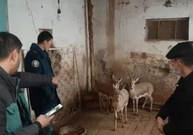 Қорақалпоғистонда фуқаро 3 бош жайронни уйида сақлаб келаётгани аниқланди фото