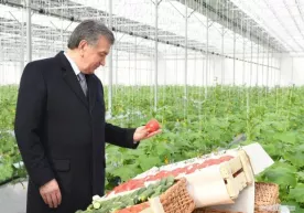 Президент гидропоника усулидаги иссиқхонани кўздан кечирди (фото) фото