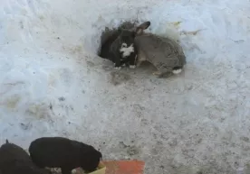 Omskda uysiz quyon 3 ta kuchukni qaramog‘iga oldi фото