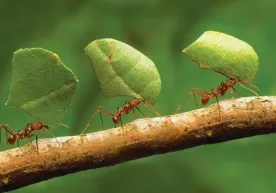 Chumoli va Sulaymon alayhissalom (Ilmiy haqiqat) фото