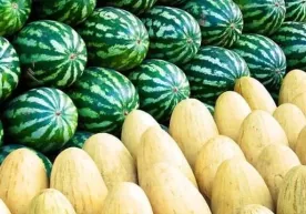 Қовун ёки тарвуз: қайси бири фойдалироқ? фото