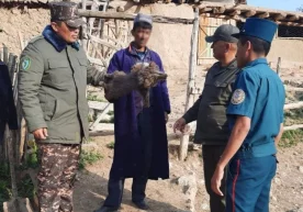 Қашқадарёда айиқ боласини ўлдиргани айтилган фуқаро шахсига аниқлик киритилди фото