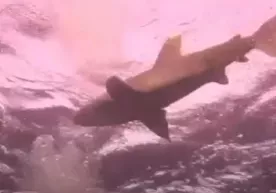 Misrda akula germaniyalik turist ayolning yelkasini tishlab oldi (video) фото