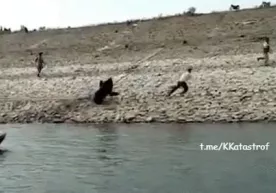 Hindistonda ayiq odamlarga hujum qildi (video) фото