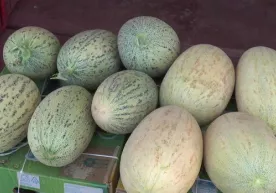 Ўзбек қовунининг довруғи дунёга ёйилмоқда фото