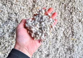 Paxta tozalash korxonasidagi talon-torojliklar fosh etildi фото