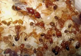 Chumolilarning eng xavfli turlaridan biri ilk marta Yevropaga yetib keldi фото