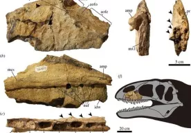 O‘zbekistonda dinozavrning fanga noma’lum turi topildi фото