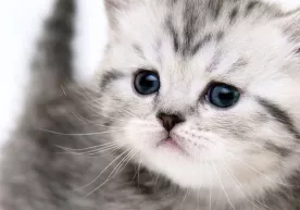 Rüyada kedi görmek neyin işaretidir diye düşünüyorsunuz? фото