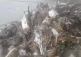 Bir uyum qushlarni vahshiylarcha otgan ovchining maqtanishini ko‘ring (video) фото
