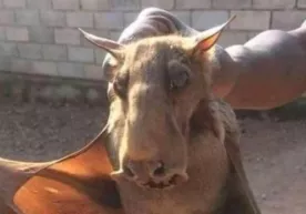 Fanga noma’lum yana bir maxluq topildi фото