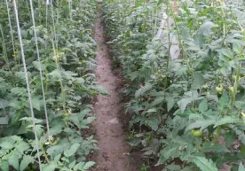 Do‘ppidekkina issiqxona daromadi... фото