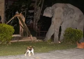 Tailandda badjahl mushuk uyga bostirib kelgan filni quvib yubordi (video) фото