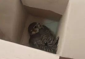 Xorazmda "Qizil kitob"ga kiritilgan qushni sotayotgan shaxs qoʻlga tushdi фото