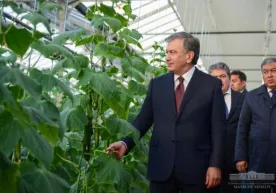 Prezident muboraklik tadbirkorning antiqa tajribasi bilan tanishdi (foto) фото