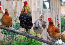 Due to the increase in the price of eggs in the United States, chicken rentals are becoming popular фото