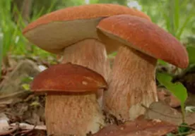 Эронда 720 киши қўзиқориндан заҳарланди... фото