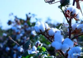 Yoshlar ittifoqi yetakchilariga “paxta soligʻi” solingani haqidagi xabar oʻrganildi фото