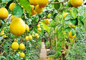 O‘zbekistonda limon inqirozi: mahalliy limonga talab yo‘q, import hajmi esa oshib bormoqda фото