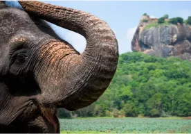 Tailand va Shri-Lankaning munosabatlari fil sababli sovuqlashdi фото