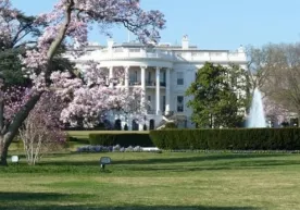 Мелания Трамп Оқ уйдаги 200 йиллик тарихга эга дарахтни кесиб ташлашларини буюрди фото