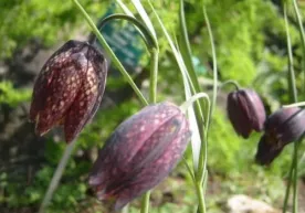 Xitoyda o‘suvchi gul odamlardan yashirinishni o‘rganib oldi фото