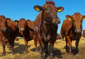 2019 yildan Oltoy o‘lkasi O‘zbekistonga chorva mollarini yetkazib beradi фото