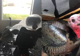 AQSHda stomatologiyaga kirgan kurka hamma joyni vayron qildi (video) фото