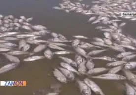 Samarqanddagi suv omborida 300 tonna baliq nobud boʻldi (video) фото