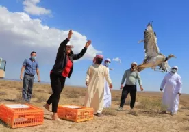 Navoiyda 800 ta yo‘rg‘a tuvaloq yovvoyi tabiatga qo‘yib yuborildi фото