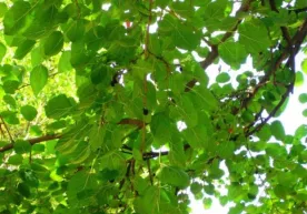 O‘zbekistonda tut bargidan choy ishlab chiqariladi фото