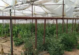 Иссиқхоналар қарздорлик эвазига банк ҳисобига ўтказиб берилди фото