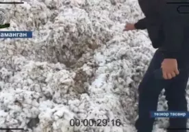 Namanganda paxtaga qum va tuproq aralashtirib topshirgan fermerlar qo‘lga olindi фото