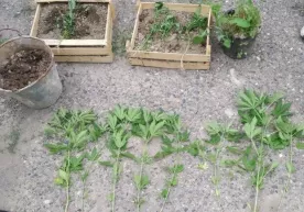 Xonadon tomida kannabis parvarishlayotgan shaxs qo‘lga olindi фото