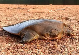 Hindistonda o‘ta noyob toshbaqa aniqlandi фото
