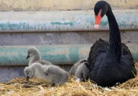 Toshkent hayvonot bog‘ida ilk bor qora oqqush bolaladi фото