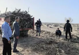 Бухорода саксовул ўғирлаган фуқаролар 36 млн сўм жарима тўлайдиган бўлди фото