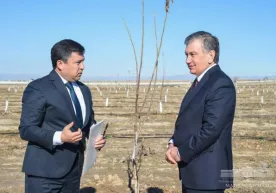 Qashqadaryoda bog‘dorchilik rivojlantiriladi. Prezident yong‘oq ko‘chati o‘tqazdi (foto) фото