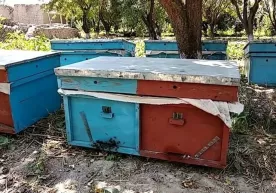 Наманганда ўғирлаб кетилган 12 қути асалари уяси эгасига қайтарилди фото