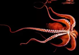 Олимлар баҳайбат саккиоёқнинг янги турини кашф қилишди фото
