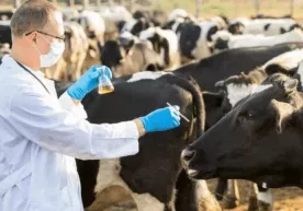 Ветеринария соҳасини янада ривожлантириш: соҳадаги муаммолар ва уларни бартараф қилиш чоралари фото