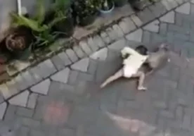 Mini-motosikl minib olgan maymun bolakayni o‘g‘irlashga urindi (video) фото