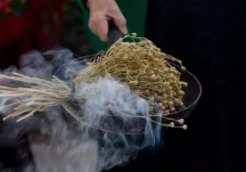 Rossiyada isiriq taqiqlangan o‘simliklar ro‘yxatiga kiritildi фото