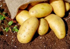 Kartoshka narxi nega qimmatlaganiga sabab topildi фото