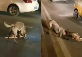 Xitoyda Qora pantera laqabli it mashina urib yuborgan mushukni sudrab, yo‘l chetiga olib o‘tdi фото
